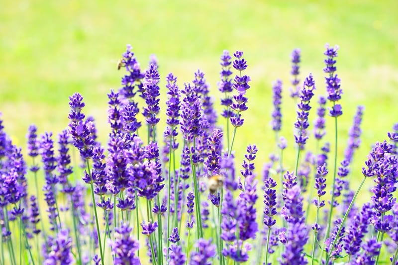 Mythical Medicinal Plants