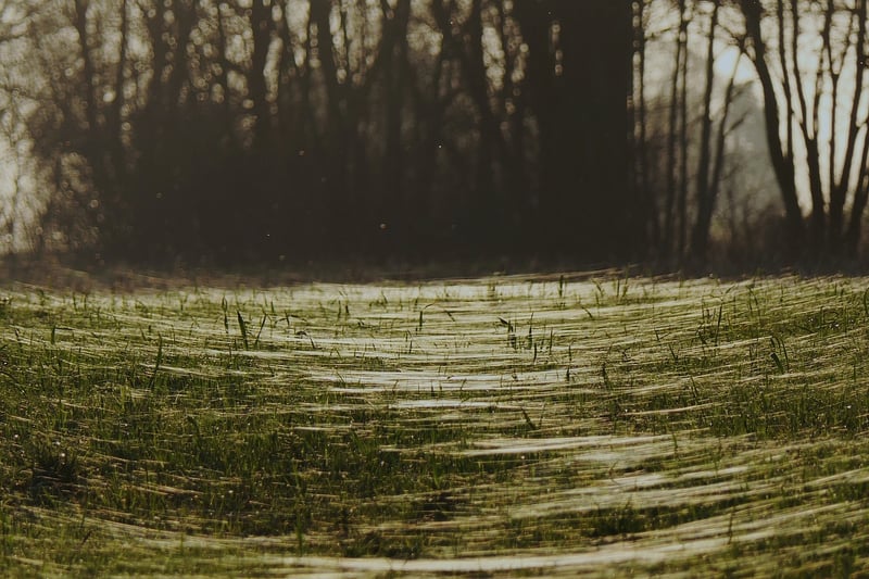 Sparkle Fields