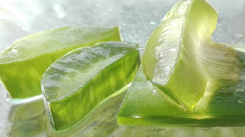 Aloe Vera Plant