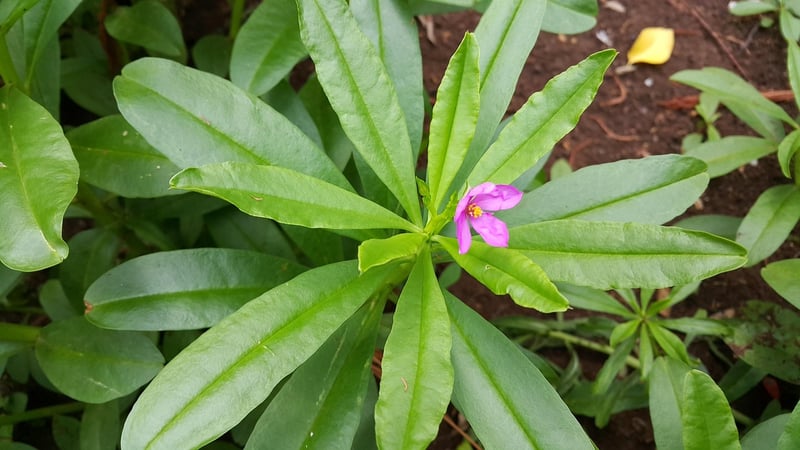 Ginseng Plant