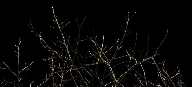 Yggdrasil Tree